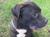 Staffy cross for new home