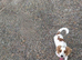 Female cockapoo
