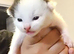 Gorgeous Half-Ragdoll Cross Kittens Looking for Loving Forever Homes
