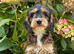 F1 cockapoo Puppies