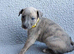 KC registered- True to type whippets