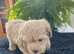 Adorable Maltipoo puppies