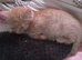 Ginger female kitten