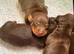 Miniature Smooth Chocolate/Tan Dachshund Puppies