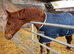 Top Heavyweight Hunter Yearling Filly