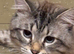 x1 Adult Male Indoor Only Cat for Rehoming