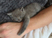 Adorable British Shorthair Kittens &ndash; Ready Soon, Stunning Blue & Bicolour