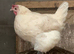 PoL Hens available. Purebred La Bresse Gauloise
