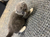 The kitten grey and white boy