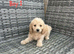 Cockapoo pups