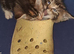 Beautiful Bengal cross kitten for new home