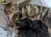 Black female kitten
