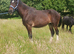 Registered shire filly, 2 years old, lovely natured and shown successfully