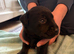 Gorgeous fox red/ black kc registered Labrador puppies
