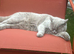 Beautiful 9-Month-Old Cat Looking for a Loving Home