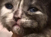 Ragdol x persian kittens