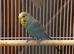 Baby budgies