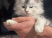 Gorgeous Maine Coon Kittens with GCCF Pedigree for Adoption