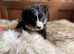 All puppy’s have found new families