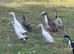5 Indian runner duckling for sale