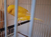 This yaer cock bird, healthy and fit bird