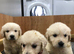 Golden retriever puppy’s