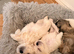 Shih Tzu Puppies