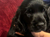 Beautiful Cocker spaniel puppies