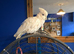 Male cockatoo