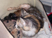 GCCF Active Maine Coon boy