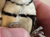 Owl Finches (Suspected Cock Birds) For Sale