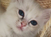 Stunning Ragdoll