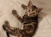 Bengal female kitten
