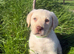 Beautiful quality Labrador puppies