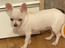 Female white chihuahua puppy