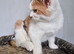 British shorthair x ragdoll