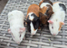 Baby Female Guinea Pigs Funky & Smooth Coats