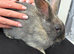 2 x Gorgeous Bunnies and Brand new Hutch