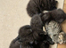 Beautiful Scottish fold kittens