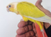 Beautiful baby suncheek with cage