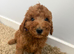 Adorable Cavapoo puppies
