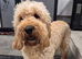 Lovely Apricot cockapoo boy, &pound;250