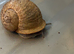 Rare pair of leucistic Garden snails - light colour (Cornu aspersum/Helix aspersa)