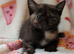 Pretty kittens, flead/wormed/litter trained/socialised/   From &pound;80