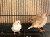 Final Batch of This Year's Finches - Ready to Go!