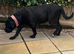 Cane corso girl for sale