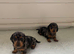 KC registered smooth hair minature daxie puppies