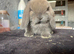 Mini lop