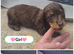 3 Gorgeous mini Dashhunds Puppies