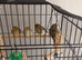 Young canary